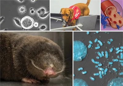 A compilation of several images, including a dog, a blind mole rat, and cell micrographs